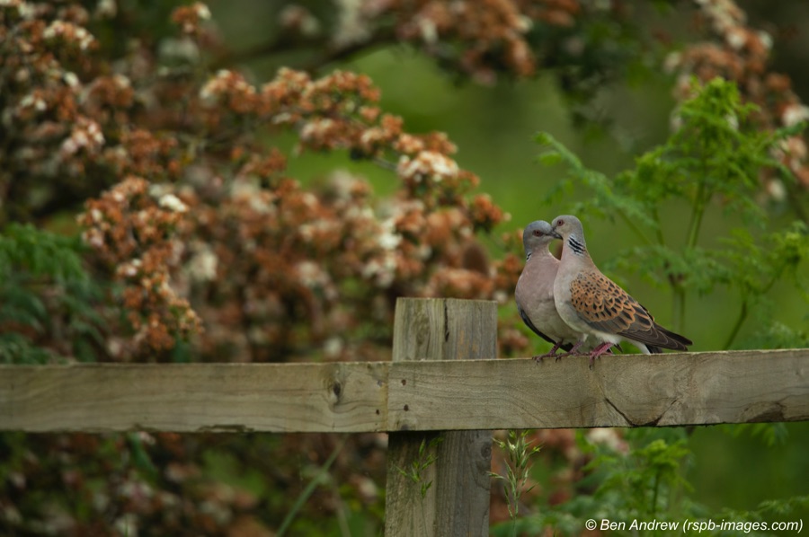 Two turtle doves perched on a fence